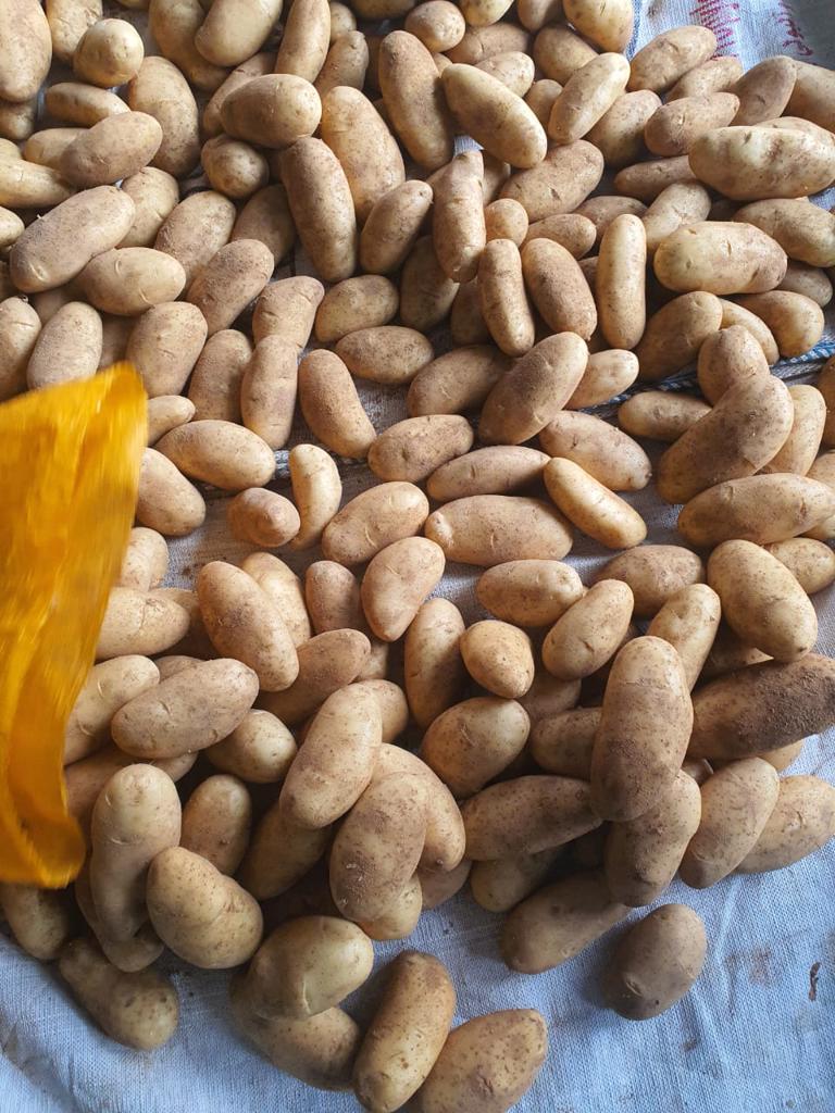Product image - 🥔*now we offer FRESH POTATOE*🥔
Size :   40 up or according to the customers` requests .
Packing available: 10 , 25 KG New PP Bags
Jampo Bags: 1000 KG
Jampo Bags: 1250 KG
We are alshams an import and export company that offer all kinds of agriculture crops.
ORDER OUR PRODUCT NOW💥
Best Regards
Merna Hesham
☎Tel: 0020402544299
📞Cell(whats-app) 00201093042965
✉️email :alshamsexporting@yahoo.com